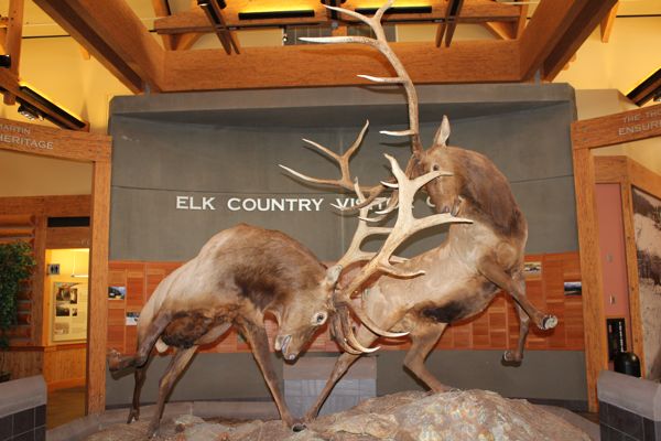 elk